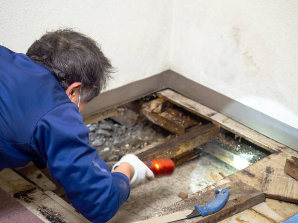 Best Mold Testing and Inspection Services in Princeton, IL