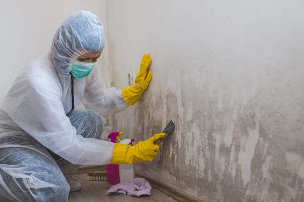 Best DIY Mold Remediation Support Services in Princeton, IL