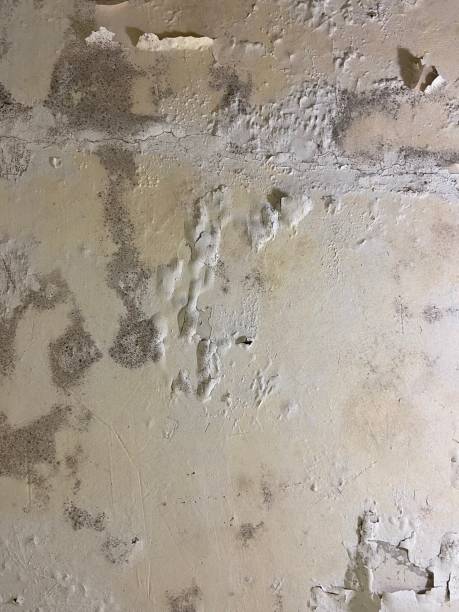 Best Kitchen Mold Remediation in Princeton, IL